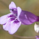 Penstemon heterophyllus Kwiat