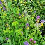 Melampyrum nemorosum عادت داشتن