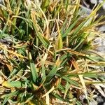 Carex firma Leaf