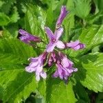 Cardamine pentaphyllosFlower