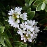Veronica brachysiphon Λουλούδι
