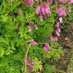 Dicentra formosa 花