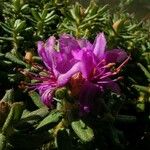 Rhododendron setosum Çiçek