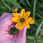 Coreopsis palmataКветка