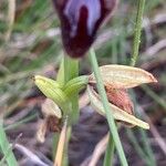 Ophrys sphegodes 花