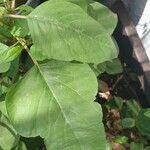 Amaranthus tortuosus Leaf