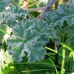 Pelargonium capitatum Лист