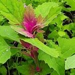 Chenopodium giganteum 葉