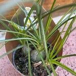 Albuca humilis Leaf