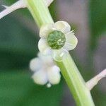 Phytolacca americana Blüte