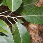 Morisonia americana 葉
