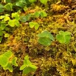 Oxalis acetosellaLeaf