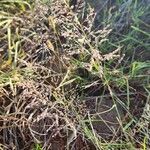 Eragrostis cylindriflora Lorea