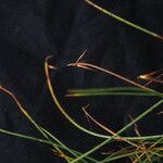 Carex parva