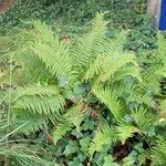 Dryopteris filix-mas Plante entière