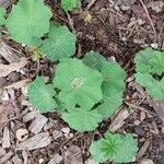 Alchemilla xanthochlora Лист