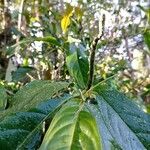 Piper longepetiolatum Fruto