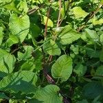 Fallopia scandens Leaf