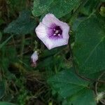 Ipomoea trifida Květ