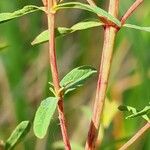 Hypericum annulatum Leaf