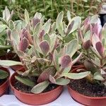 Crassula lanuginosa Blatt