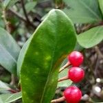 Skimmia japonica Frukt