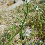 Cryptantha pterocarya Хабит