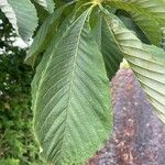 Aesculus hippocastanum葉