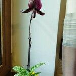 Paphiopedilum charlesworthii Levél