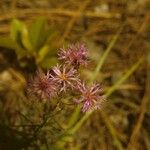 Vernonia angustifolia Flower