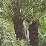 Cycas circinalis Ліст