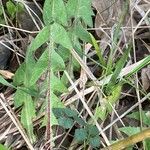 Taraxacum palustre Leaf