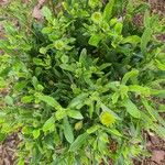 Dimorphotheca sinuata 葉