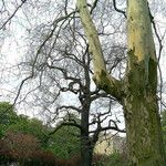 Platanus occidentalis Συνήθη χαρακτηριστικά