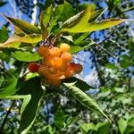 Viburnum opulusPlod