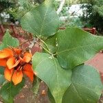 Erythrina lysistemon Levél