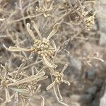 Cneorum pulverulentum Meyve