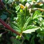 Geum rivale Feuille