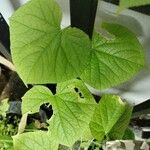 Cucumis sativus 葉