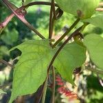 Ipomoea lobata 叶