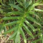 Philodendron bipinnatifidumList