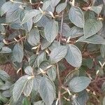 Cotoneaster franchetii পাতা