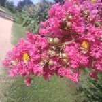 Lagerstroemia indica花