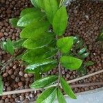 Zamioculcas zamiifolia برگ