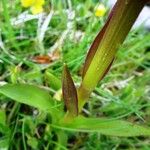 Dactylorhiza sambucina برگ