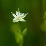 Stellaria alsine Λουλούδι