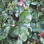 Asarum europaeum Blad