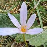 Colchicum alpinum Flower