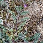 Astragalus stella ശീലം