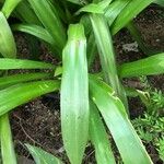 Hymenocallis littoralis Leaf